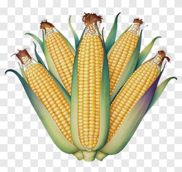 Corn Cobs With Green Leaves PNG