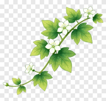 Green Vine With White Flowers PNG