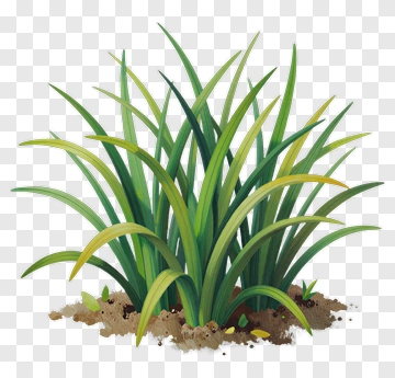 Illustration Of Green Grass PNG