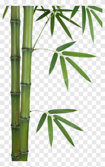 Bamboo Plant PNG