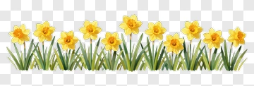 Flowering Daffodils In A Garden PNG