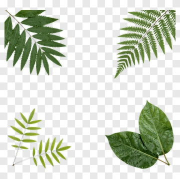 Collection Of Green Leaves PNG