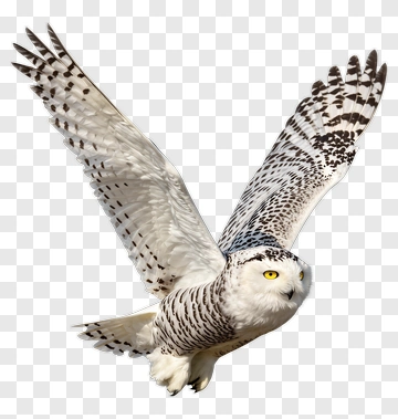 Snowy Owl In Flight PNG
