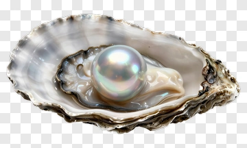 Open Oyster With A Pearl PNG