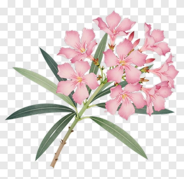 Pink Oleander Flower Branch PNG