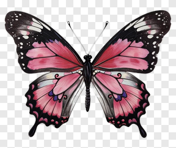 Colorful Butterfly With Pink And Black Wings PNG