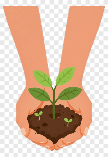 Hands Holding A Young Plant In Soil PNG
