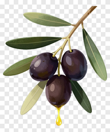 Olive Branch With Black Olives And Olive Oil Drop PNG