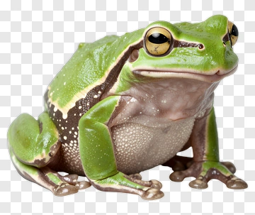 Green Frog PNG