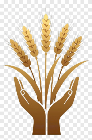 Hands Holding Wheat Stalks PNG
