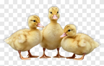 Cute Ducklings Standing Together PNG