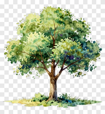 Watercolor Tree PNG