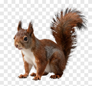 Squirrel With Fluffy Tail PNG