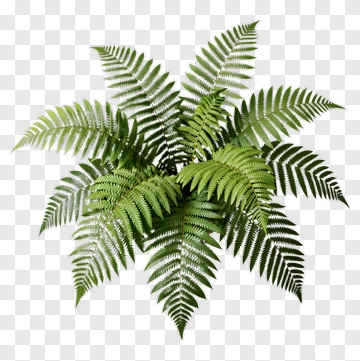 Green Fern Plant PNG