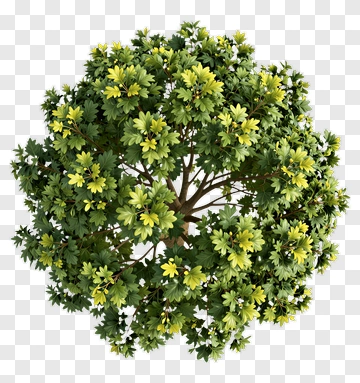 Green Tree With Yellow Flowers PNG