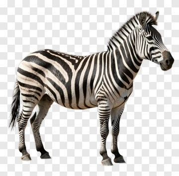 Zebra Standing In Profile PNG