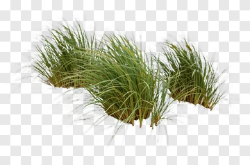 Grass Clumps PNG