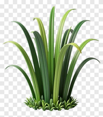 Green Grass Plant PNG
