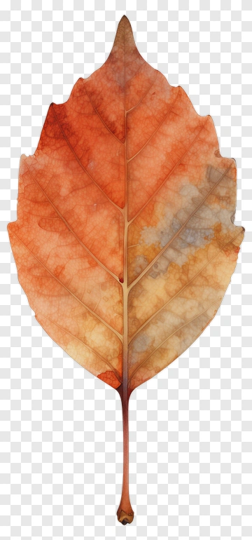 Watercolor Autumn Leaf PNG