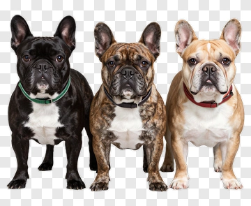 French Bulldog Trio PNG