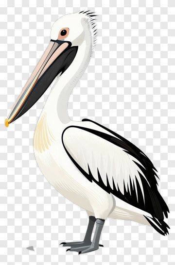 Cartoon Pelican Standing PNG