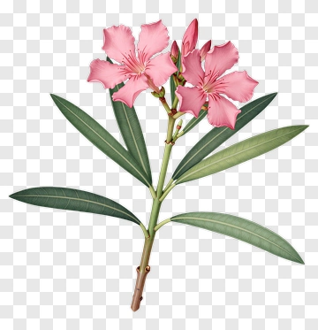Pink Oleander Flower PNG