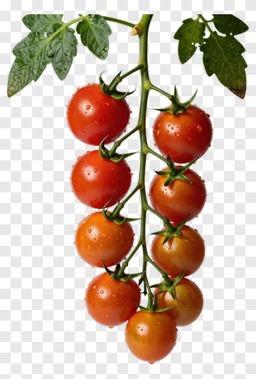 Fresh Cherry Tomatoes On A Vine PNG