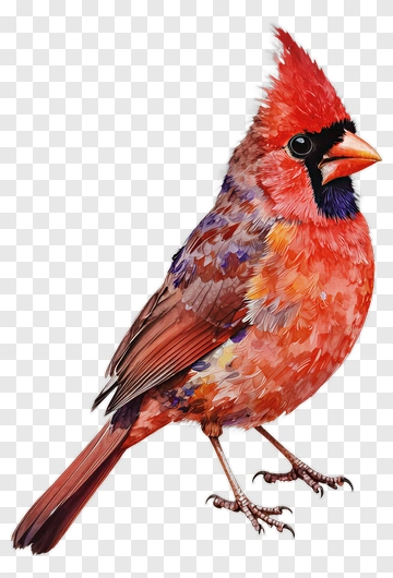 Colorful Cardinal Bird PNG