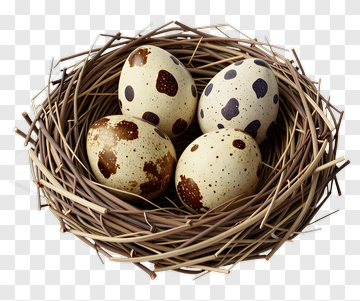 Quail Eggs In A Nest PNG