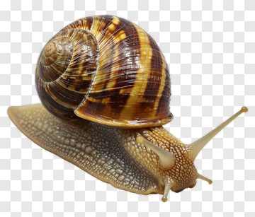 Snail With A Striped Shell PNG