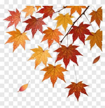 Autumn Maple Leaves With Raindrops PNG