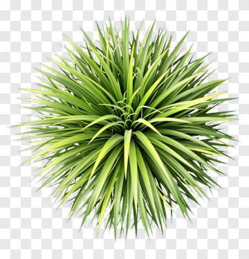 Green Grass Plant PNG