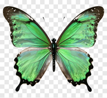Green Butterfly PNG