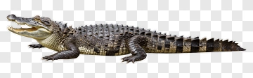 Realistic Crocodile Lying On The Ground PNG