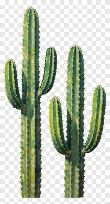 Green Cactus PNG