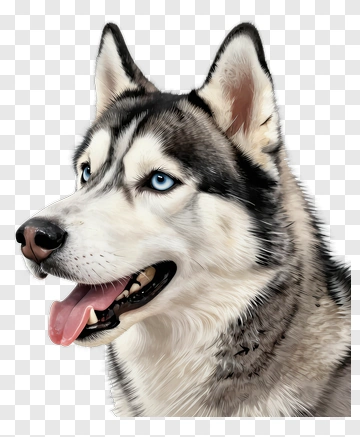 Husky Dog With Blue Eyes PNG
