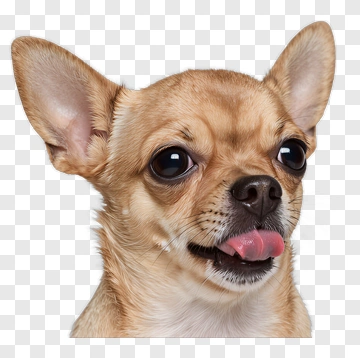 Chihuahua Dog With Tongue Out PNG