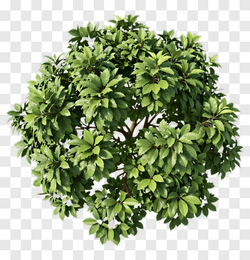 Green Tree PNG