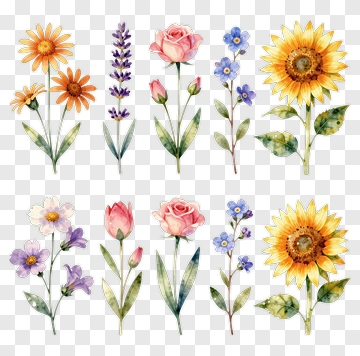 Colorful Floral Arrangement With Various Flowers PNG