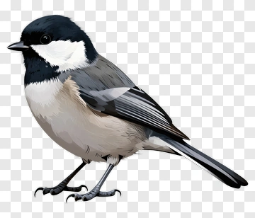 Detailed Illustration Of A Bird PNG