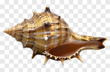 Spiral Sea Shell PNG