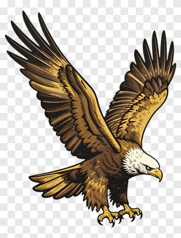Eagle In Flight PNG