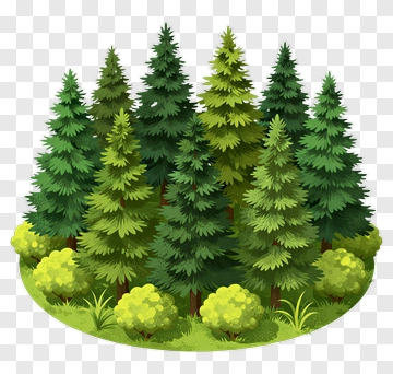 Forest With Evergreen Trees PNG