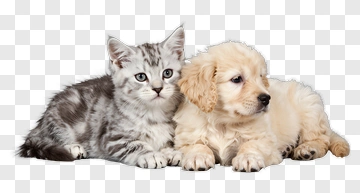 Cute Kitten And Puppy Together PNG