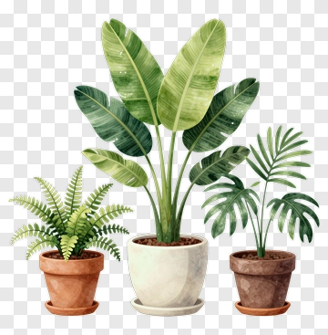 Potted Plants In Decorative Pots PNG