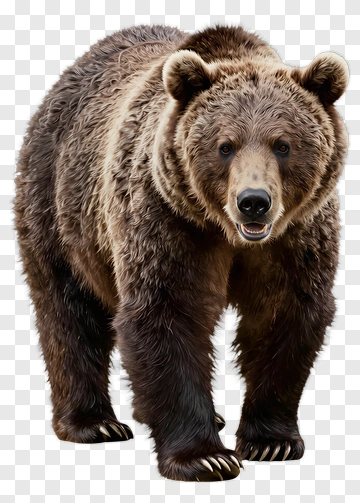 Realistic Brown Bear PNG