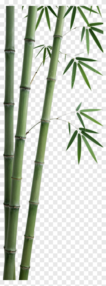 Bamboo Stalks With Green Leaves PNG