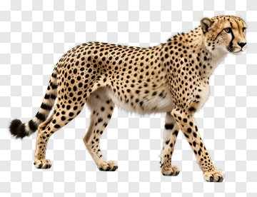 Cheetah Walking PNG