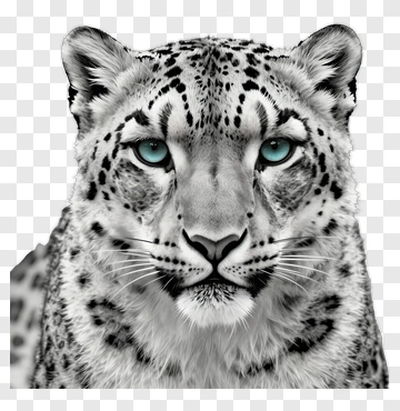 Snow Leopard With Striking Blue Eyes PNG