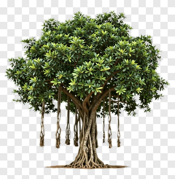 Ficus Tree With Aerial Roots PNG